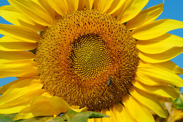Bee sits on sunflower, collecting pollen and nectar