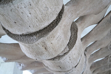Big grey skeleton of big blue whale. Whale spine. Real whale bones. Balaenoptera