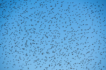 A flock of starling birds in the sky