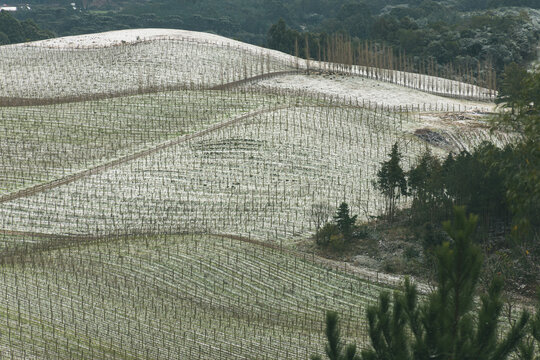 parreiras de uva na neve em flores da cunha, serra gaucha