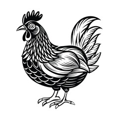 rooster isolated on white background