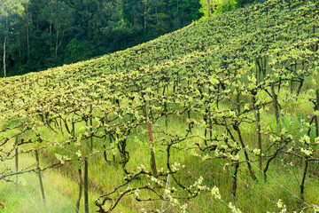 Parreiras de uva na serra gaúcha