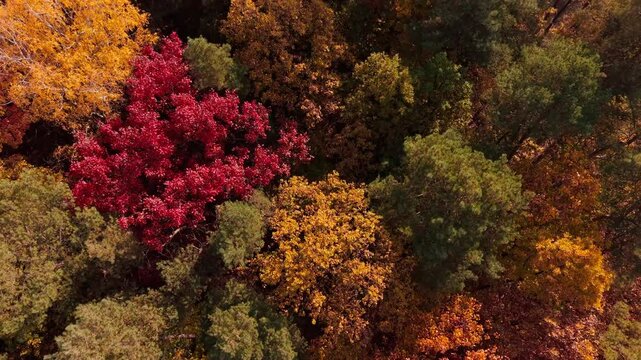 Autumn forest Dron dji air 3s, treetops
