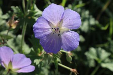 Himalaja Storchschnabel