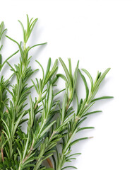 Obraz premium close up Rosemary on side position provides copy space for text. background concept isolated white