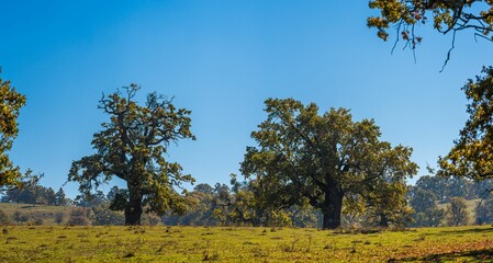 Fototapeta premium Two Oak Trees in a Grassy Field
