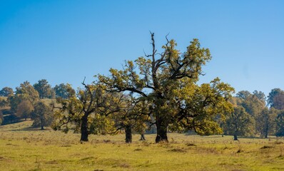 Lush Meadow with Oak Trees