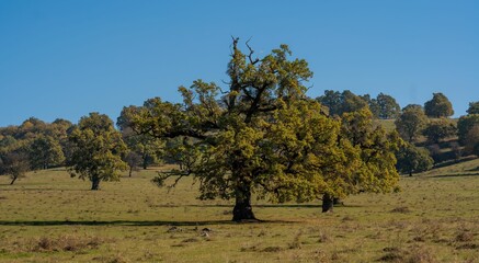 Solitary oak in a grassy field under blue sky
