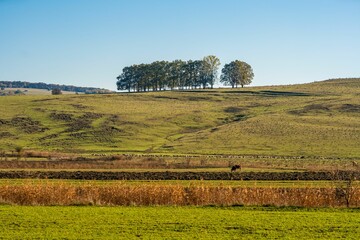 Fototapeta premium Rural landscape with trees on a hillside