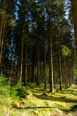 Sunlight through the trees