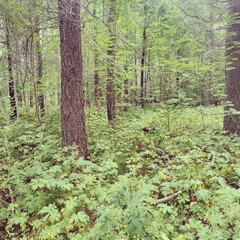 footpath in the woods