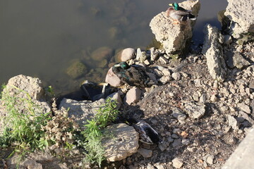 A hyper rare hubrid mallard duck sunning himself on the rocks with the other ducks.
