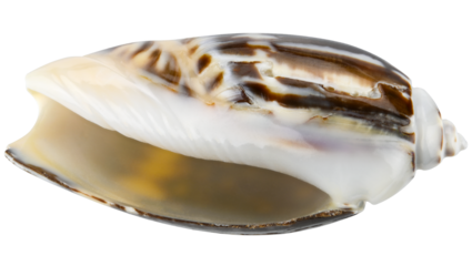 Seashell oliva miniacea isolated on a transparent background. Very close macro photography. Completely in focus.
