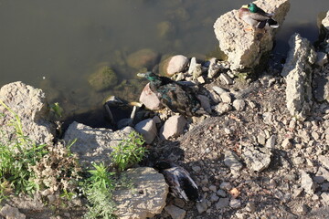 A hyper rare hubrid mallard duck sunning himself on the rocks with the other ducks.