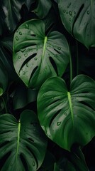 Monstera leaves nature plant green.