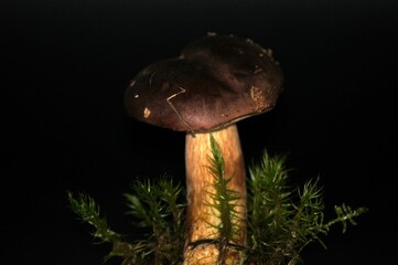 Wild mushroom with green moss close-up