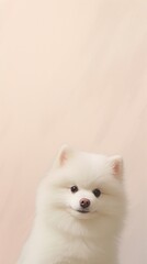 Fototapeta premium White dog mammal animal pet.