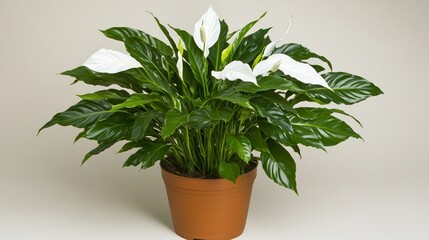 Obraz premium A potted peace lily plant with white flowers and lush green leaves on a white background.