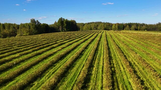 Slow Horizontal Aerial Pan Across A Berry Farm In Latvia.