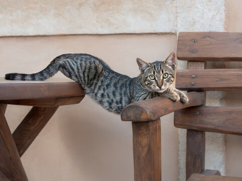 Cute young tabby cat, hanging between a table and a chair, a funny kitten relaxing and stretching, Greece
