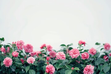 Fototapeta premium Vibrant pink roses against white