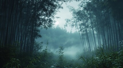Fototapeta premium A misty morning in a bamboo forest.