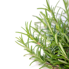 Fototapeta premium close up Rosemary on side position provides copy space for text. background concept isolated white