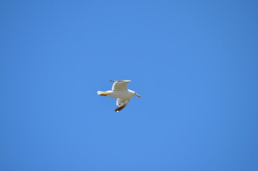 Obraz premium A single seagull gliding gracefully through the clear blue sky over Essaouira, representing the freedom and natural beauty of this coastal town's wildlife 