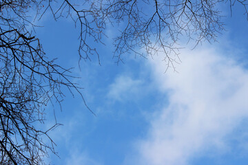 Serene Sky View Through Bare Tree Branches Framing a Bright Blue Background