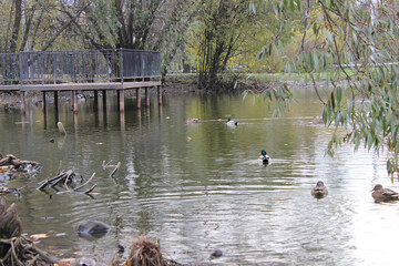 Tranquil Pond with Ducks and Trees in a Serene Park Setting