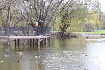 Photographer Captures Tranquil Ducks on Wooden Pier in Peaceful Park Setting