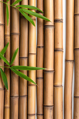 Bamboo green sticks with leaves isolated on transparent background