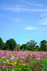 秋晴れの下で咲く満開のコスモス