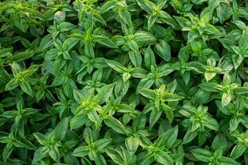 top down shot of a lot of basil plants
