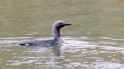 country goose swimming