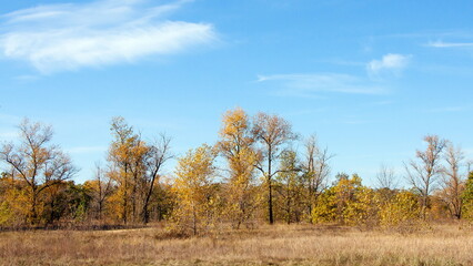 Obraz premium trees in the autumn