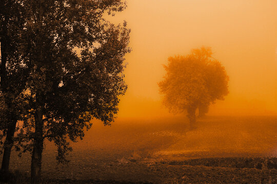 Trees in a foggy landscape, Monferrato, Alessandria, Piedmont, Italy