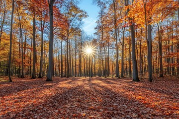 Autumn forest with vibrant leaves and sunlight.