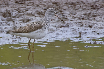 Common Greenshank (Tringa nebularia), adult calling, summer plumage standing at the water's edge, Hayle Estuary RSPB Reserve, Cornwall, UK.