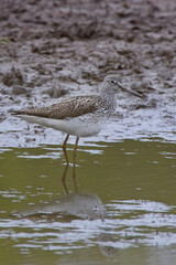 Obraz premium Common Greenshank (Tringa nebularia), adult in summer plumage standing at the water's edge, Hayle Estuary RSPB Reserve, Cornwall, UK.