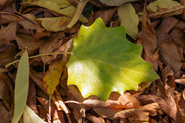 A background of autumnal green, yellow and brown leaves on the ground. 