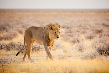 Namibian Safari Adventure: Wildlife Encounters with Giraffes, Elephants, Rhinos, Whale
