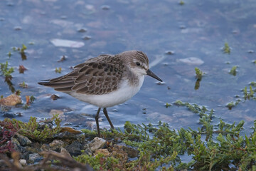 Semipalmated Sandpiper (Calidris pusilla), at the water's edge, Hayle Estuary RSPB Reserve, Cornwall, UK. A rare vagrant visitor from North America.