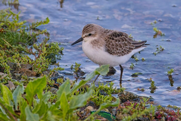 Semipalmated Sandpiper (Calidris pusilla), at the water's edge, Hayle Estuary RSPB Reserve, Cornwall, UK. A rare vagrant visitor from North America.
