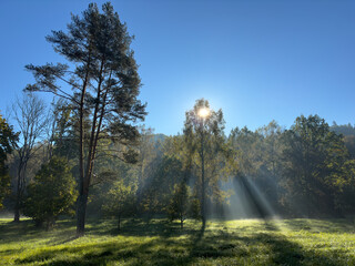 Sunlight streaming through trees in morning fog, Gauja National park, Gauja Valley, Sigulda, Latvia