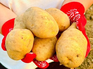 potatoes