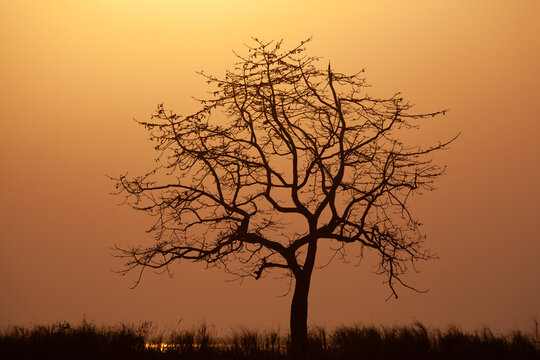 Silhouette of a lone tree at sunset, Kaziranga National Park, Assam, India