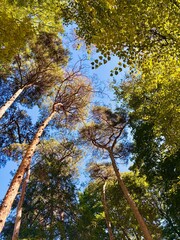 Obraz premium trees in the autumn