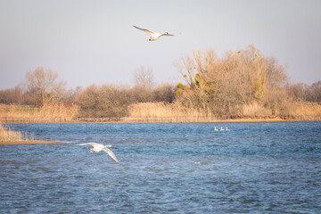 Cygnes survolant le Lac du Der