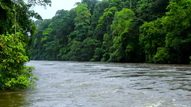 Wide river with muddy water flows smoothly through the rainforest. Natural tropical scenery with river